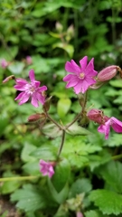 Silene dioica
