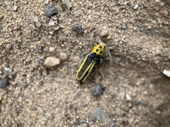 Saperda puncticollis