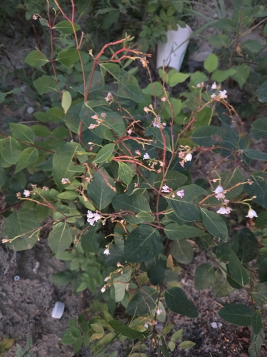 spreading dogbane