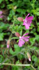 Silene dioica
