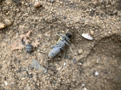 Saperda puncticollis