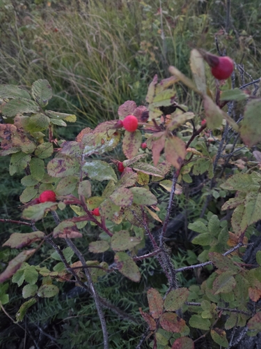 Woods' rose