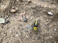 Saperda puncticollis