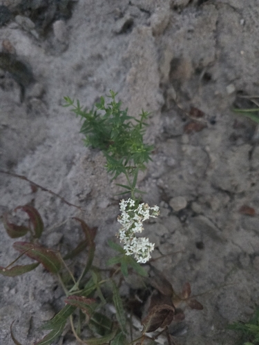 Northern Bedstraw