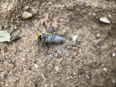 Saperda puncticollis