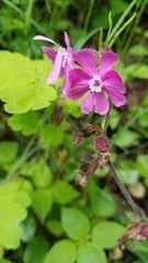 Silene dioica