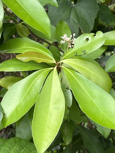 Ardisia sieboldii iNat (3)