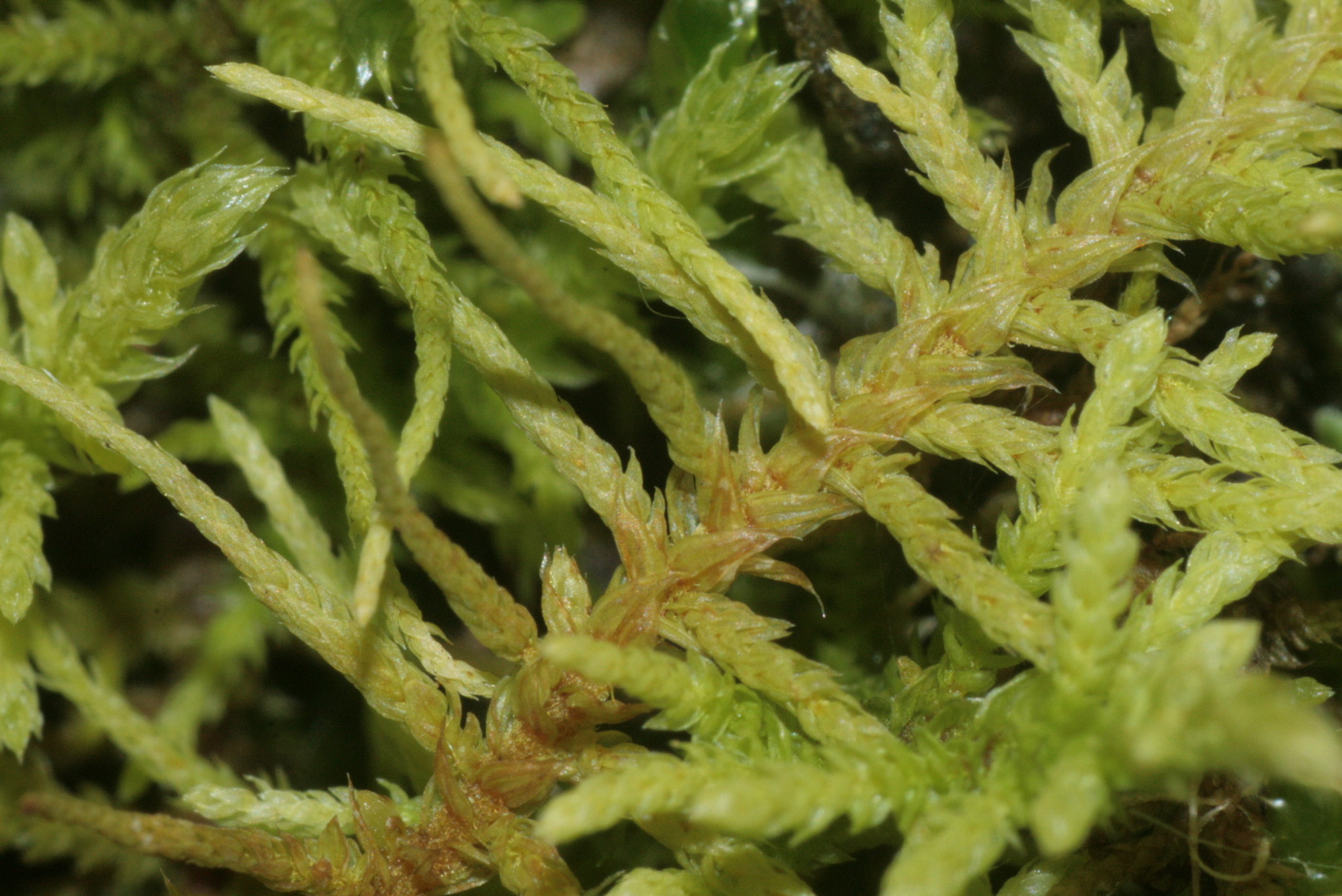 Abietinella