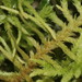 Abietinella Mosses - Photo HermannSchachner, no known copyright restrictions (public domain)