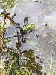 Arigomphus villosipes