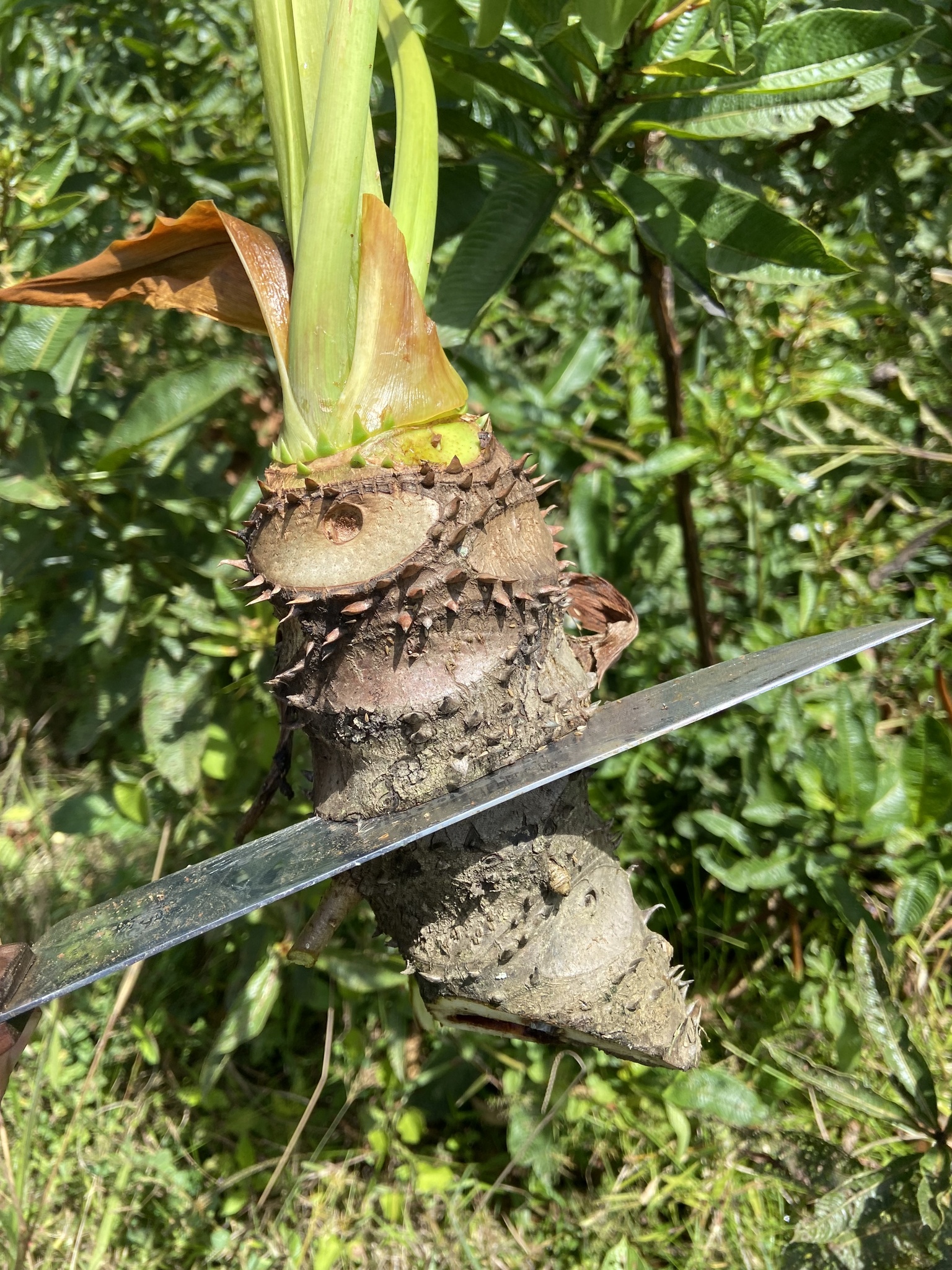 Imagem de Guanandi