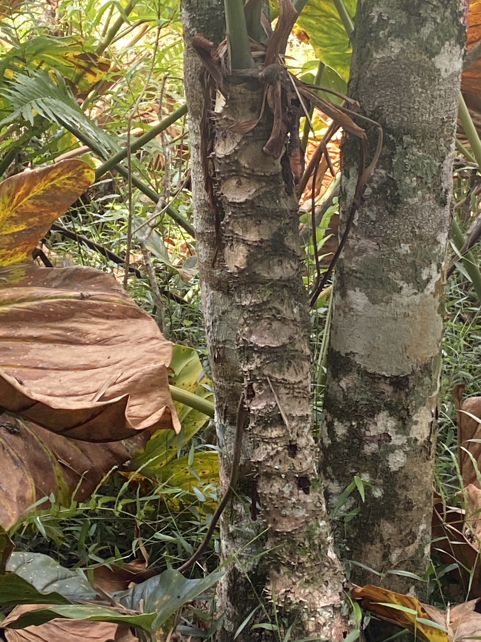 Imagem de Guanandi