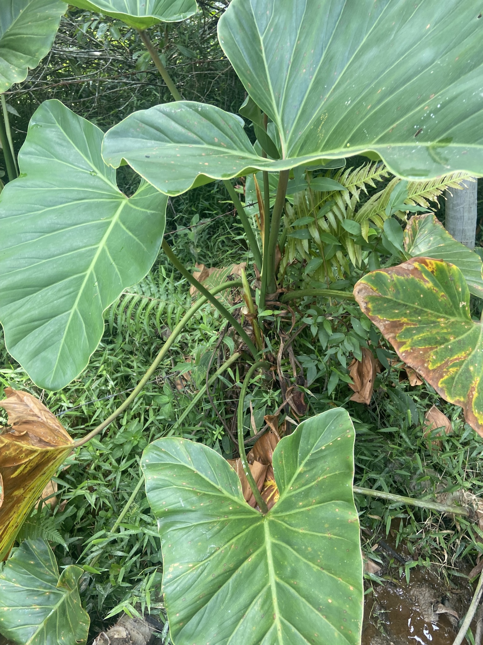 Imagem de Guanandi