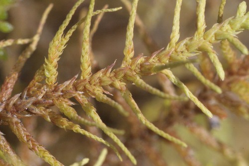 Dirvoninė kėnutė nuotrauka