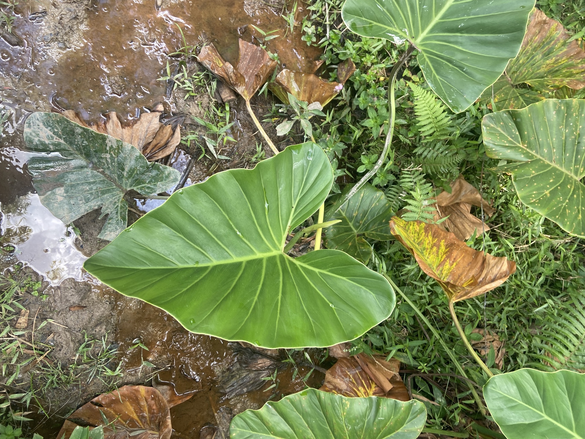 Imagem de Guanandi
