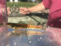 Etheostoma exile