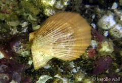 Chlamys hastata