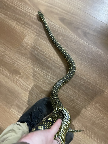 Diamond Python sighting