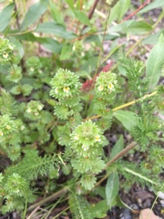 Euphrasia subarctica