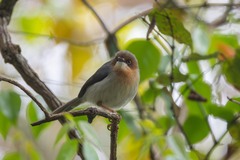 Chapin's Apalis photo 2