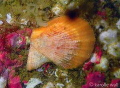 Chlamys hastata