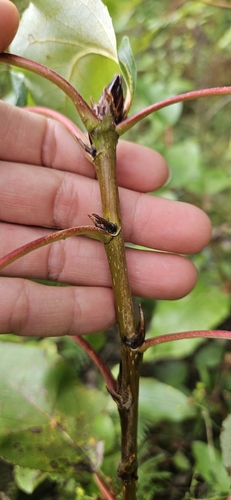 Balsam Poplar seedling