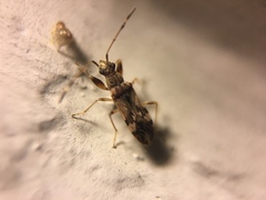 Neopamera albocincta