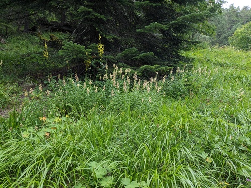 Digitalis ciliata, photograph 5