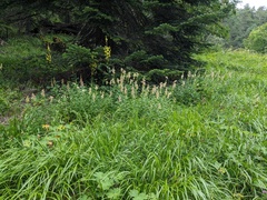 Digitalis ciliata, photograph (c) Yuri Sofronov, some rights reserved (CC BY)