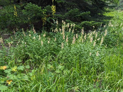 Digitalis ciliata, photograph 4