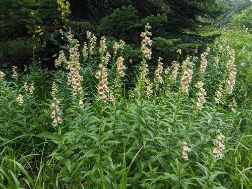 Digitalis ciliata, photograph 3