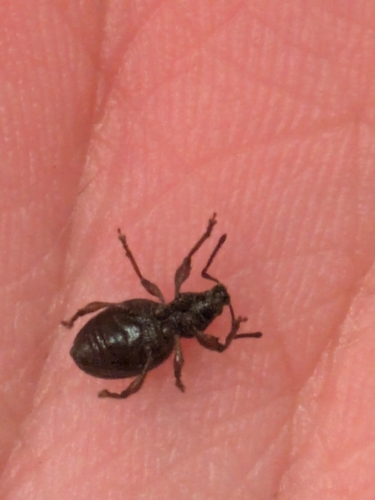 Strawberry Root Weevil photo 6