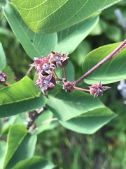 Amelanchier sanguinea