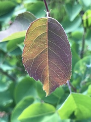 Amelanchier sanguinea