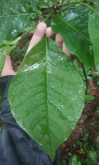 Magnolia acuminata