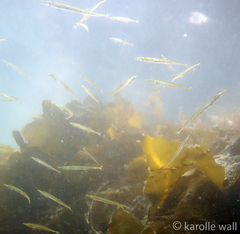 Aulorhynchus flavidus