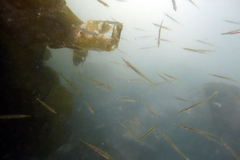 Aulorhynchus flavidus