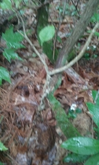 Magnolia acuminata