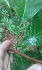 Magnolia acuminata