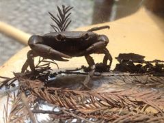 Pseudothelphusa dugesi