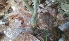 Magnolia acuminata