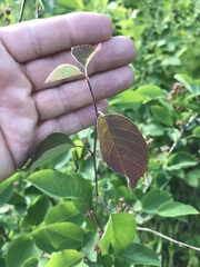 Amelanchier sanguinea
