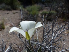 Calochortus bruneaunis