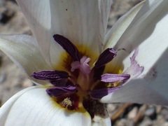 Calochortus bruneaunis