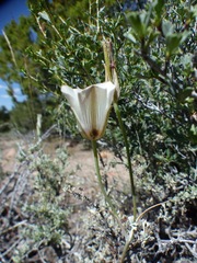 Calochortus bruneaunis