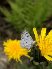 Lomographa semiclarata