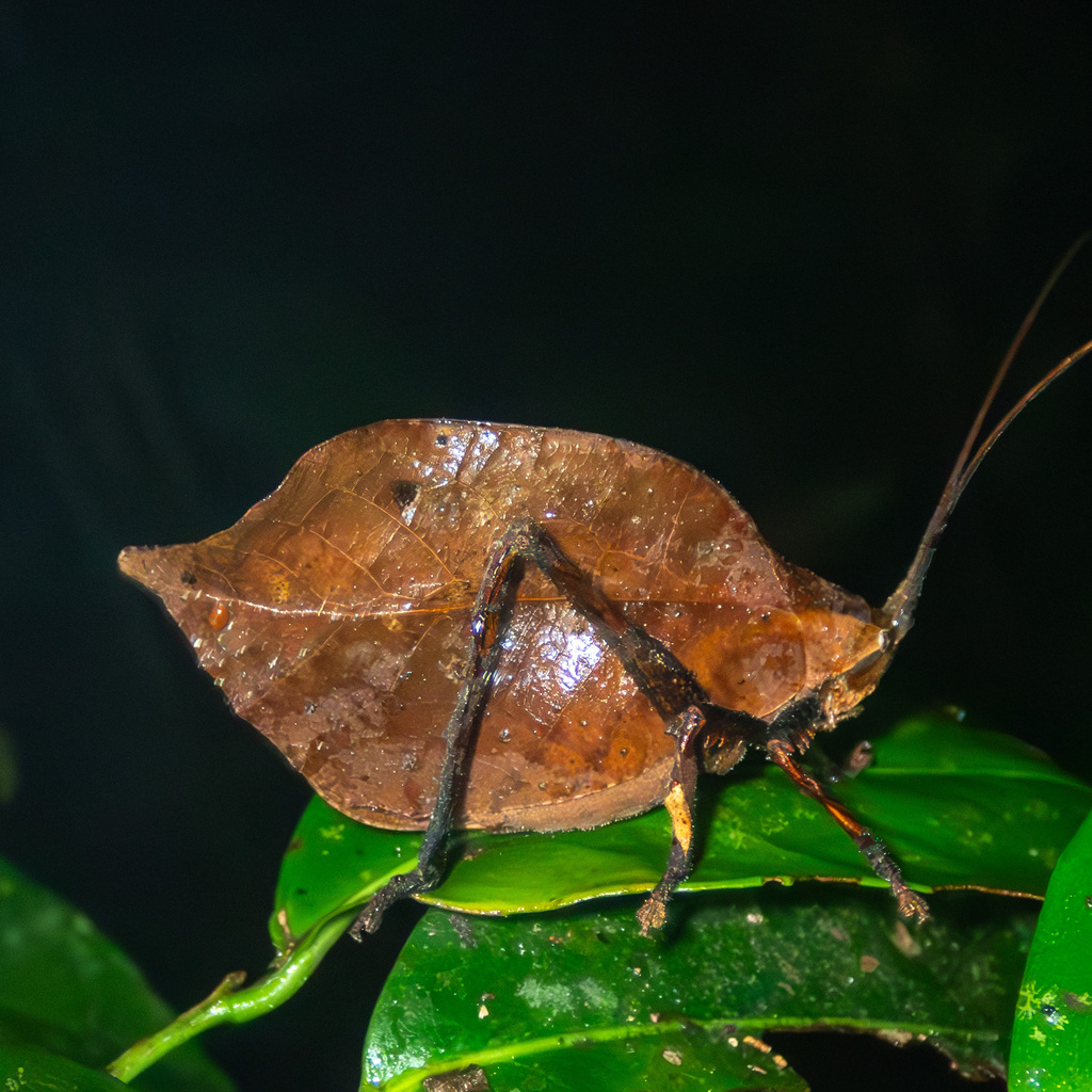 Mimetica incisa