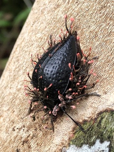 Erotylus spectrum (Erotylus spectrum)