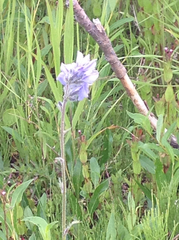 Polemonium acutiflorum