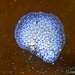 Bryozoa - Photo (c) Karolle Wall, μερικά δικαιώματα διατηρούνται (CC BY-NC), uploaded by Karolle Wall